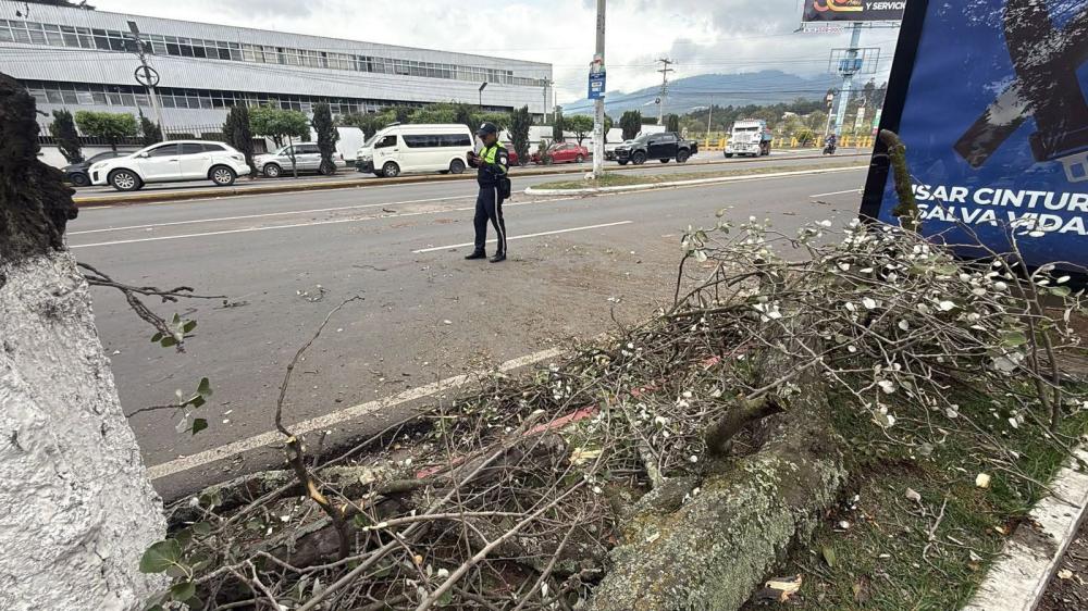 Retiran árbol que cayó en zona 3 de Quetzaltenango 