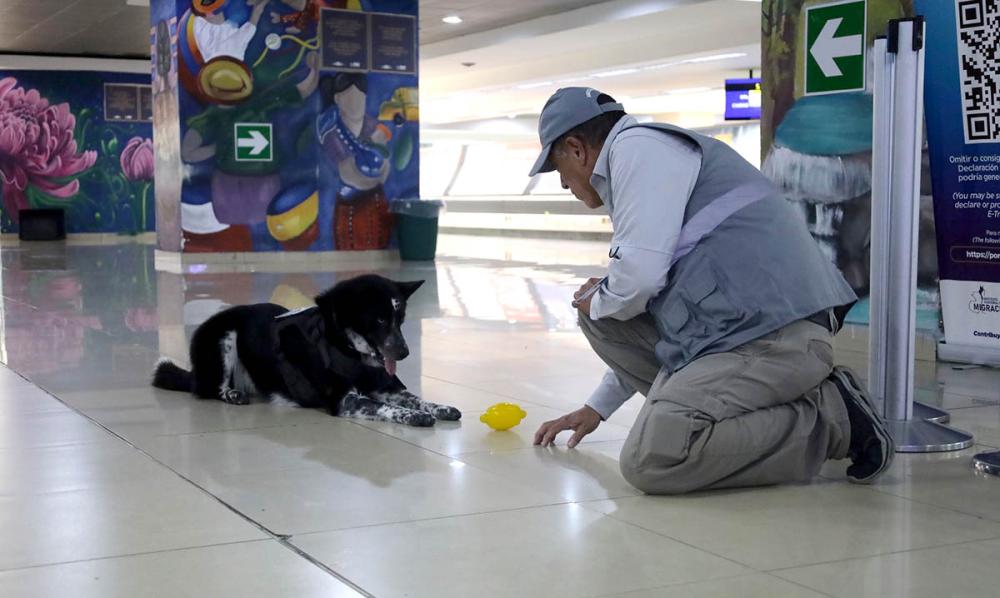 Guatemala reconoce la labor de los perros de trabajo en su día mundial