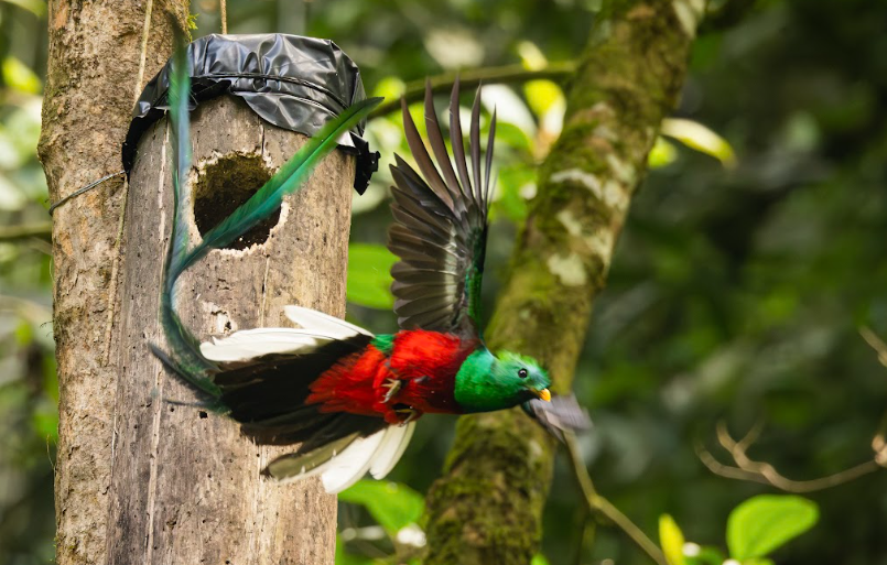 El quetzal mantiene vivo su legado en los bosques de Guatemala
