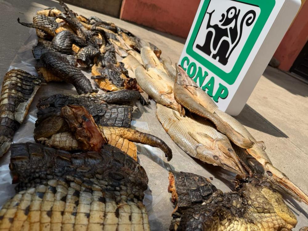 CONAP advierte sanciones por venta ilegal de carne silvestre